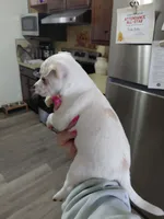 Peanut t-cup, a male Chihuahua for sale in Kutztown, PA – Photo 4 of 8