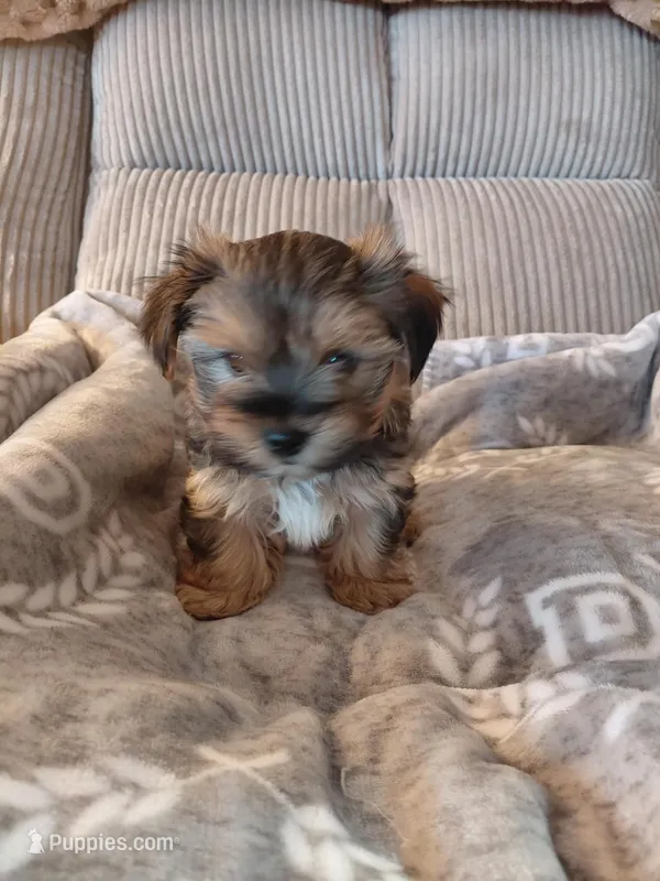 Peanut – Morkie puppy for sale in Kutztown, PA