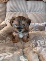Peanut, a male Morkie for sale in Fogelsville, PA – 3 of 4