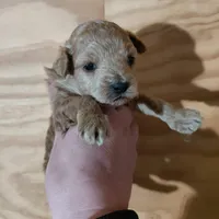 Pixie , a female Bichpoo for sale in Kutztown, PA – Photo 3 of 6