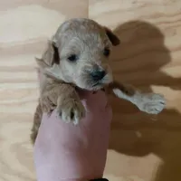 Pixie , a female Bichpoo for sale in Kutztown, PA – Photo 4 of 6