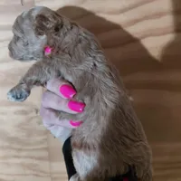 Pixie , a female Bichpoo for sale in Kutztown, PA – Photo 2 of 6