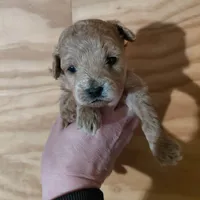 Pixie , a female Bichpoo for sale in Kutztown, PA – Photo 1 of 6