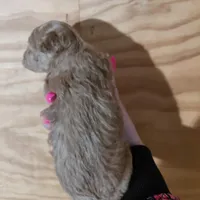 Pixie , a female Bichpoo for sale in Kutztown, PA – Photo 5 of 6