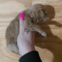 Pixie , a female Bichpoo for sale in Kutztown, PA – Photo 6 of 6