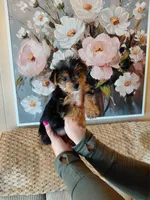 Sadie small toy , a female Yorkshire Terrier for sale in Fogelsville, PA – 4 of 6