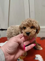 Bruno, a male Miniature Goldendoodle for sale in Kutztown, PA – Photo 3 of 5