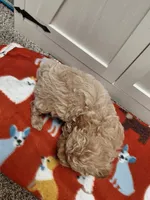 Bruno, a male Miniature Goldendoodle for sale in Kutztown, PA – Photo 5 of 5