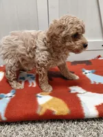 Bruno, a male Miniature Goldendoodle for sale in Kutztown, PA – Photo 4 of 5