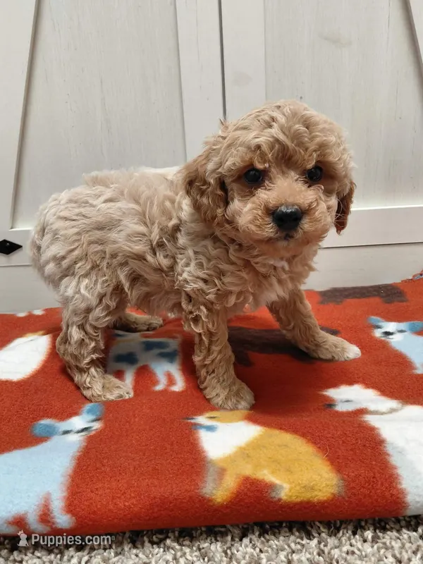 Bruno – Miniature Goldendoodle puppy for sale in Kutztown, PA
