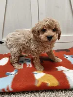 Bruno, a male Miniature Goldendoodle for sale in Kutztown, PA – Photo 1 of 5