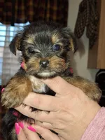 Bitsy tcup , a female Yorkshire Terrier for sale in Kutztown, PA – Photo 1 of 10