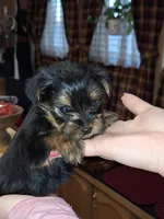 Bitsy tcup , a female Yorkshire Terrier for sale in Kutztown, PA – Photo 5 of 10