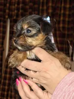 Bitsy tcup , a female Yorkshire Terrier for sale in Kutztown, PA – Photo 10 of 10