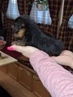 Bitsy tcup , a female Yorkshire Terrier for sale in Kutztown, PA – Photo 4 of 10