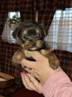 Bitsy tcup , a female Yorkshire Terrier for sale in Kutztown, PA – Photo 2 of 10