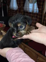 Bitsy tcup , a female Yorkshire Terrier for sale in Kutztown, PA – Photo 7 of 10