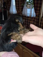 Bitsy tcup , a female Yorkshire Terrier for sale in Kutztown, PA – Photo 3 of 10