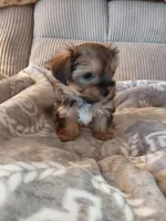 Peanut, a male Morkie for sale in Fogelsville, PA – 4 of 4