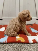 Molly, a female Miniature Goldendoodle for sale in Kutztown, PA – Photo 2 of 4