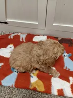 Molly, a female Miniature Goldendoodle for sale in Kutztown, PA – Photo 4 of 4