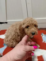 Molly, a female Miniature Goldendoodle for sale in Kutztown, PA – Photo 3 of 4