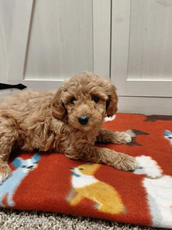 Molly – Miniature Goldendoodle puppy for sale in Kutztown, PA