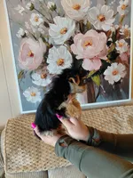 Ellie small toy, a female Yorkshire Terrier for sale in Fogelsville, PA – 7 of 7