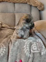Princess, a female Morkie for sale in Fogelsville, PA – 4 of 4