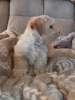 Pongo, a male Morkie for sale in Fogelsville, PA – 6 of 6