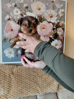 May t-cup , a female Yorkshire Terrier for sale in Fogelsville, PA – 5 of 7