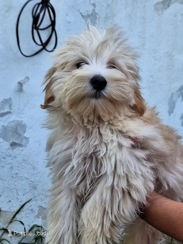 Pongo – Morkie puppy for sale in Kutztown, PA