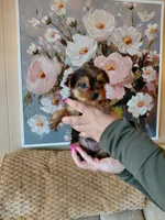 May t-cup , a female Yorkshire Terrier for sale in Fogelsville, PA – 2 of 7