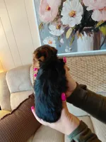 Micky  t-cup , a male Yorkshire Terrier for sale in Fogelsville, PA – 7 of 7