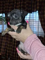 Marley sm toy , a female Chihuahua for sale in Kutztown, PA – Photo 6 of 10