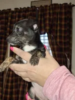 Marley sm toy , a female Chihuahua for sale in Kutztown, PA – Photo 8 of 10