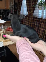 Marley sm toy , a female Chihuahua for sale in Kutztown, PA – Photo 3 of 10