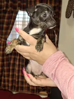 Marley sm toy , a female Chihuahua for sale in Kutztown, PA – Photo 9 of 10