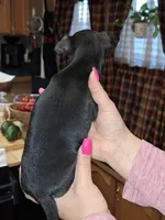 Marley sm toy , a female Chihuahua for sale in Kutztown, PA – Photo 10 of 10