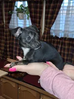 Marley sm toy , a female Chihuahua for sale in Kutztown, PA – Photo 2 of 10