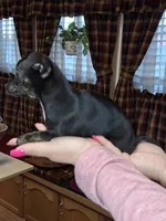 Marley sm toy , a female Chihuahua for sale in Kutztown, PA – Photo 4 of 10