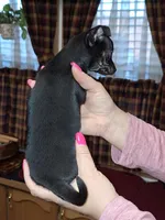 Marley sm toy , a female Chihuahua for sale in Kutztown, PA – Photo 5 of 10