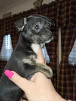 Marley sm toy , a female Chihuahua for sale in Kutztown, PA – Photo 7 of 10