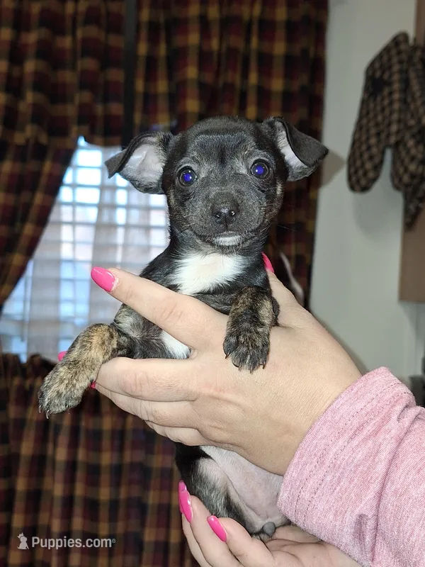 Marley sm toy , a female Chihuahua for sale in Kutztown, PA – Photo 1 of 10