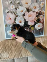Ellie small toy, a female Yorkshire Terrier for sale in Fogelsville, PA – 5 of 7