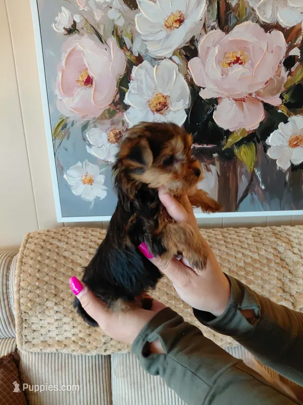 May – Yorkshire Terrier puppy for sale in Fogelsville, PA