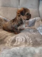 Peanut, a male Morkie for sale in Fogelsville, PA – 2 of 4