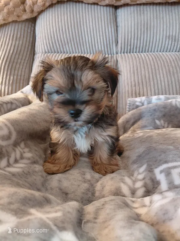 Peanut – Morkie puppy for sale in Fogelsville, PA