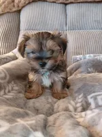 Peanut, a male Morkie for sale in Fogelsville, PA – 1 of 4