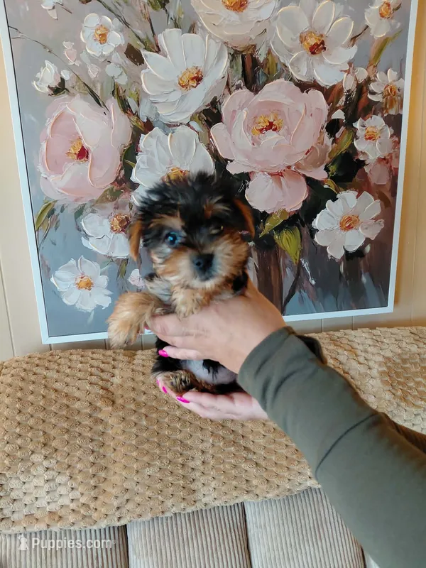 Ellie small toy – Yorkshire Terrier puppy for sale in Fogelsville, PA